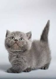 Grey Munchkin Kitten Munchkin Kitten Cute Cat Breeds Munchkin Cat
