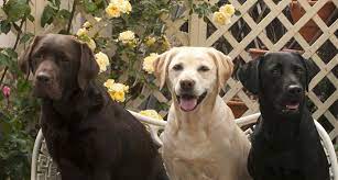 Vi har siden 1995 haft over 20 labrador retrievere af forskellig køn, farve og rundet af forskellige avlsmæssige. Are All Labrador Retrievers The Same