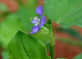 Image result for Commelina benghalensis