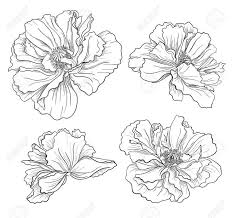 1a519af93d2b7c62a6d2ae540a18566d Jpg 736 692 Flower Sketches Flower Drawing Flower Illustration