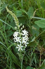 Le origini della pasta sono molto antiche. Latte Di Gallina Maggiore Ornithogalum Brevistylum Pyramidale