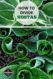 One large clump can be divided into several new plants. How To Divide Hostas Gardening Channel