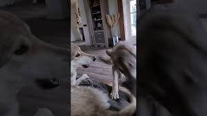 Laura berlin as charlotte monrose (rubinrot) icons. Awooo Youtube