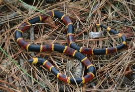 Coastal Plains Reptiles Eastern Coral Snake Photos All Coral Snake Snake Photos Snake