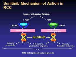 Sunitinib Sutent For Renal Cell Cancer Blocking Vegf In Kidney Cancer Is Like Blocking Estrogen In Breast Cancer Ppt Download