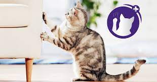 Every cat has their own personal scratching preference. How To Stop Your Cat Scratching Furniture