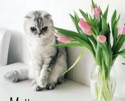 bkh blh kitten in nordrhein westfalen kierspe britisch kurzhaar katzenbabys kaufen ebay kleinanzeigen katzenbabys katzenbabys kaufen bkh