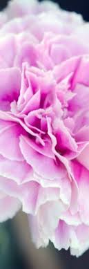 Pin On Flowers Gardening