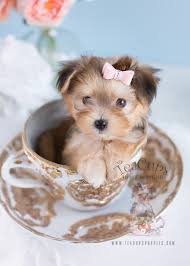 The mother is pure bread maltese and. Morkie Puppies For Sale Cheap Buy Online