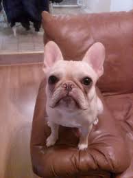 We only adopt to residents of the washington metropolitan area, which includes washington, d.c., and parts of northern virginia and maryland. Heavan From Herndon Cute Dogs Dogs Animals