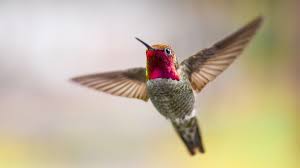 What do they think hummingbird legs look like? Hummingbirds Shake Their Tail Feathers To Generate High Pitched Sounds Audubon