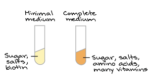 10 The Genetic Code Codon Table Article Khan Academy