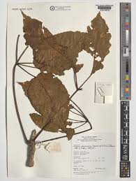 Image result for Astropanax abyssinicus