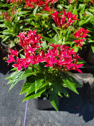 Image result for Pentas herbacea