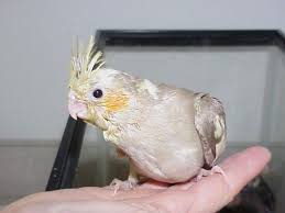 Caring For Cockatiel Babies Pethelpful