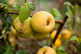 A dwarf tree is a small cultivar of full sized fruit trees that can yield many mature fruits in a year without taking up the usual growing space occupied by trees. Apple Embellishment Yellow Fruit Fruits Autumn Ornamental Fruit Small Branch Ornamental Tree Garden Pikist