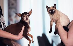 These regulations include, for example, guidelines for the correct crate dimensions, depending on the size and breed of animal, and stipulating the correct levels of ventilation. How Much Does A Us Pet Passport Cost In 2020 Money Saving Tips