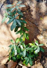 Image result for Englerophytum