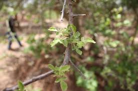 Image result for Commiphora africana