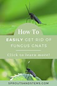 There are two types of gnats: How To Get Rid Of Fungus Gnats House Plant Care Fungi Gnats
