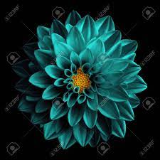 This natural spring looks like something out of a dream. Surreal Dark Turquoise Flower Dahlia Macro Isolated On Black Stock Photo Picture And Royalty Free Image Image 52152766