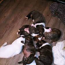 We did not find results for: Pit Mix Puppies No Paw Left Behind Animal Rescue New Jersey