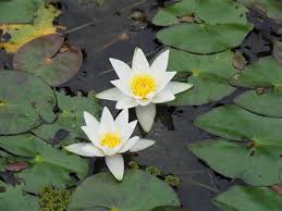 Image result for Nymphaea divaricata