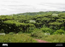 Image result for Acacia abyssinica
