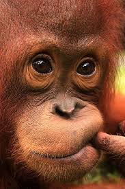 Find over 100+ of the best free cute animals images. The Orphan Orangutans That Could Save A Species From Extinction Orangutan Cute Animals Baby Orangutan