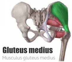 Gluteus Medius Plays A Alphaex Exercise Professional Facebook