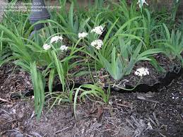 Once you upload your photo. Plant Identification Closed Can Anyone Id This White Flower From A Bulb 1 By Ttpernia