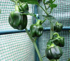 Mix the ingredients on a stainless steel saucepan and cook the mixture on medium heat until it begins to boil. How To Grow Sweet Bell Peppers From Seeds In Containers Dengarden