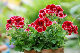 Image result for Geranium