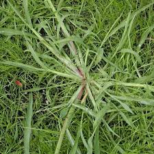 Garten gestalten mal anders wild ist jetzt angesagt homify mediterraner garten garten garten gestalten. Hirse Im Rasen Was Tun Gegen Hirse Im Rasen