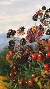 Image result for Grona barbata