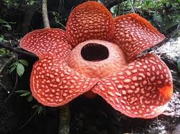 Oggi voglio parlarvi dei rituali sessuali più strani del mondo, non crederete ai vosti occhi! Questo Fiore Gigante E Stato Trovato In Indonesia Ed E Il Piu Grande Del Mondo