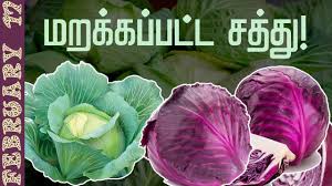 Find out the dates, history and traditions of national cabbage day. Feb 17 National Cabbage Day à®¤ à® à®¯ à®® à® à® à® à® à® à®¤ à®©à®® Health Benefits Types Youtube