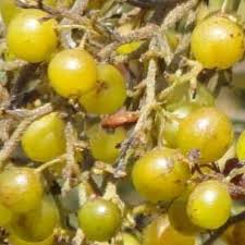 Image result for Searsia rehmanniana