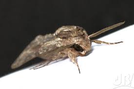 Image result for Convolvulus ocellatus