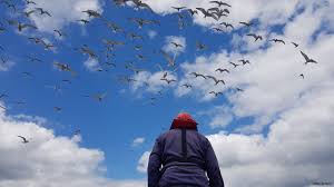 Dublin Bay Tern Colony Season Wrap