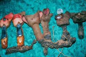 Image result for Hydnoraceae