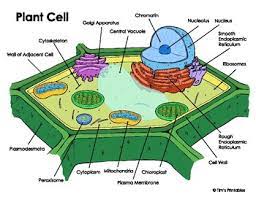 What is a transmission electron microscope? Plant Cell Diagram By Tim S Printables Teachers Pay Teachers