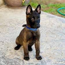 Puppies For Sale Near Me 2018 Free Puppies For Sale Near Me Free Belgian Malinois Dog Malinois Puppies Malinois Dog