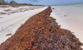 No Seaweed At Sandals Grande St Lucian | Odyssean Travel