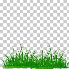 Image result for Microchloa