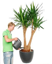 Anders als noch vor einigen jahren werden zimmerpflanzen heute zur steigerung der wohnqualität verwendet. Yucca Palme Palmlilie Pflege 123zimmerpflanzen