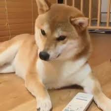 The best memes from instagram, facebook, vine, and twitter about fat doggo. Shiba Memes Fat Doggo