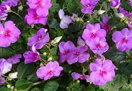 Această floare cuprinde peste 100 de specii care acoperă o mulțime de nuanțe. Plante Care Infloresc Toata Vara Si Tolereaza Temperaturile Caniculare