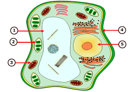 Animal cells come in various sizes and tend to have round or irregular shapes. Science Cells Worksheets Cr781 105 Inline Plant Cell Cell Structures Functions Worksheet For Grade At Mytestbook Com 7th Jaimie Bleck