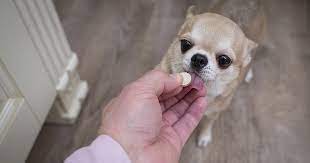 We did not find results for: Does Missing A Dose Of Your Pet S Medication Put Them At Risk Zoetis Petcare